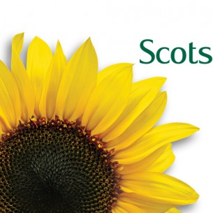 Scotsdales Garden Centre sunflower logo