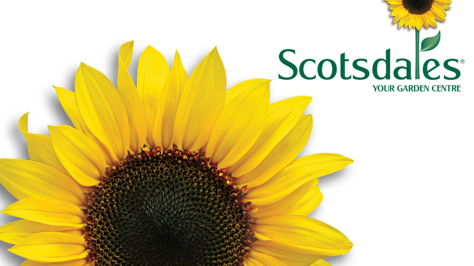 Scotsdales Garden Centre sunflower logo